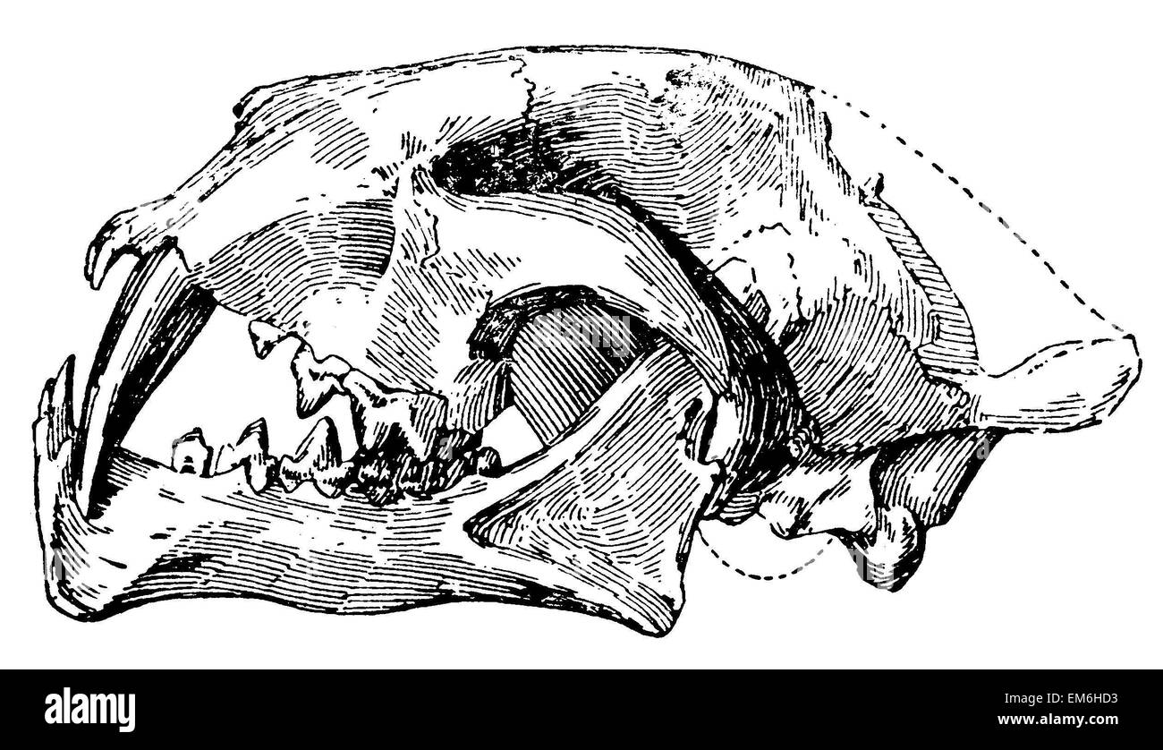 Saber - tigre dentata : cranio Foto Stock