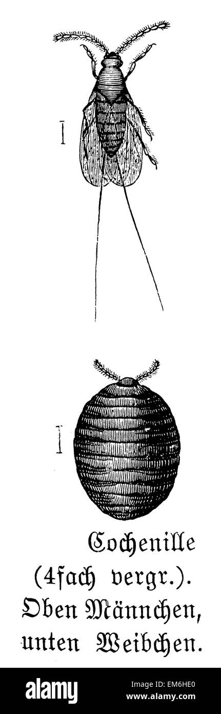 Cocciniglia Foto Stock