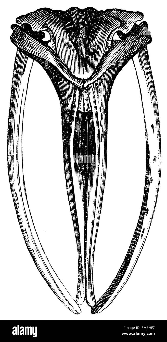 Bowhead whale: cranio Foto Stock