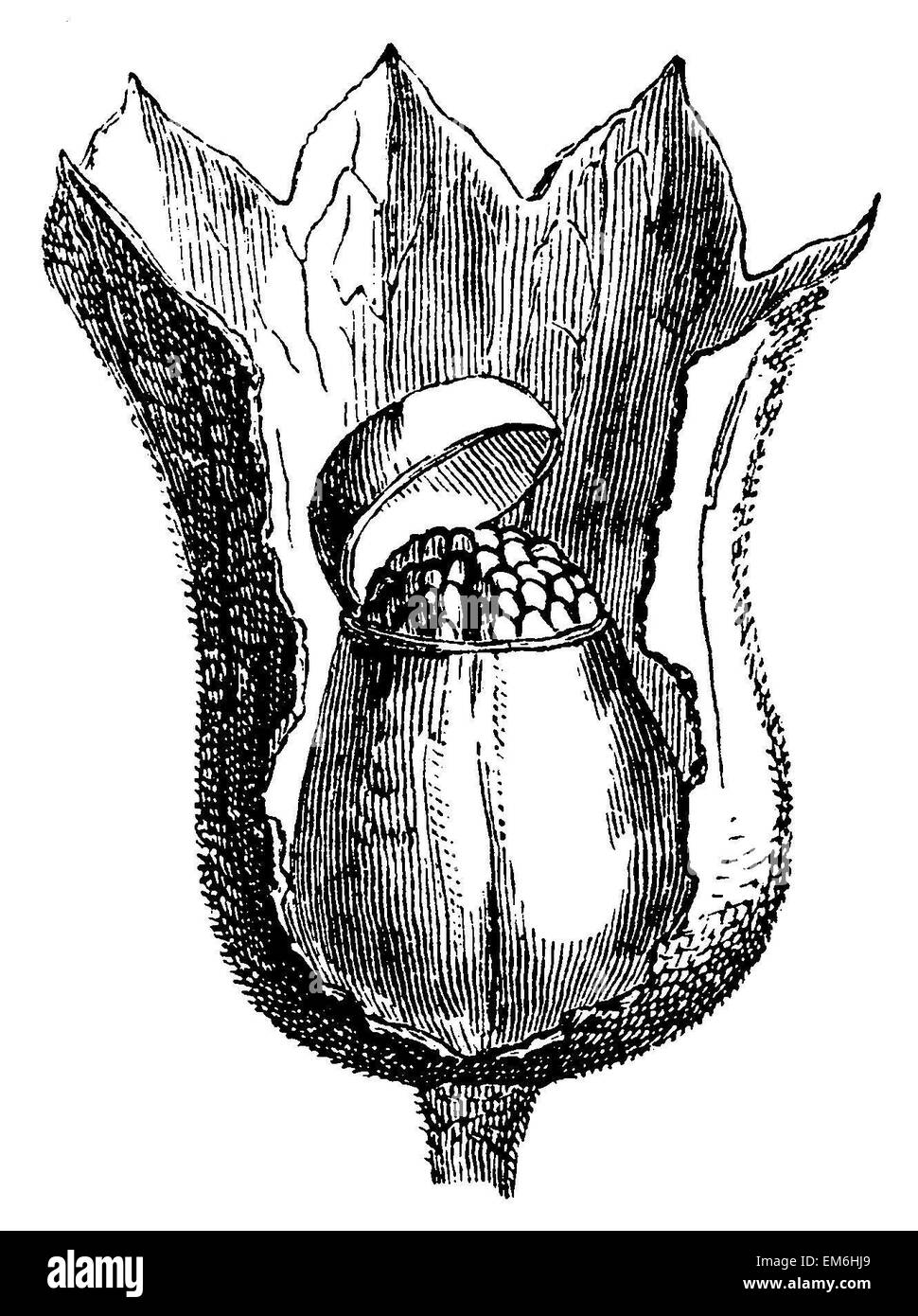 Nightshade puzzolente o black henbane: frutta Foto Stock