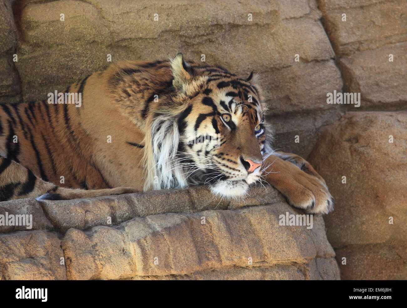 Una splendida tigre di Sumatra a riposo, lo Zoo di Londra, il Regents Park, a nord di Londra, Regno Unito Foto Stock