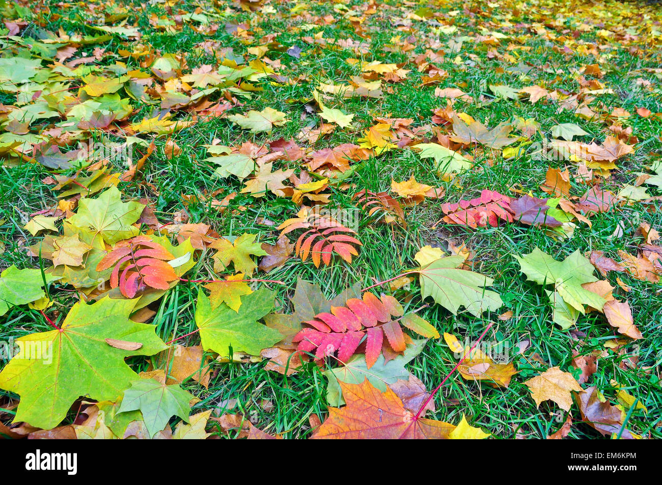 Autunno cadono le foglie. Un tappeto di foglie cadute a terra in autunno Park. Foto Stock