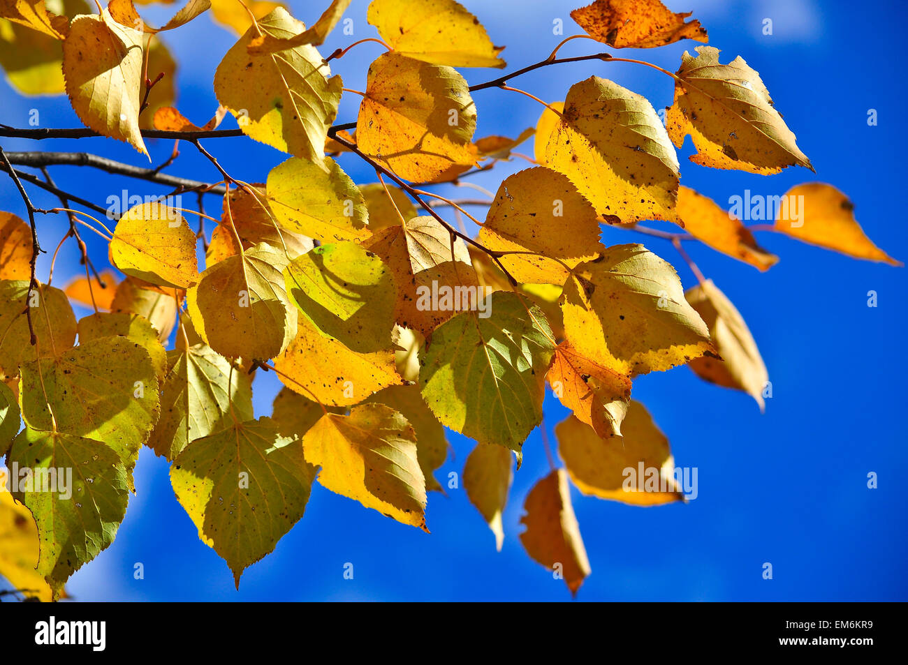 Il tempo di caduta di foglia. Foglie di autunno sugli alberi nel parco della città. Foto Stock