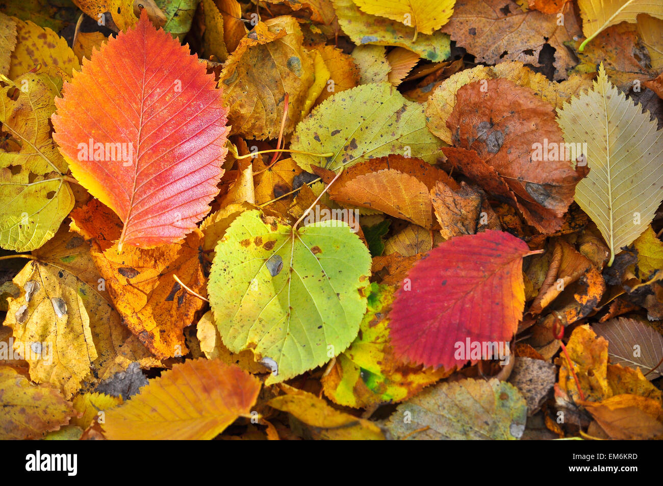 Caduta foglie. Un tappeto di foglie cadute a terra in autunno Park. Foto Stock