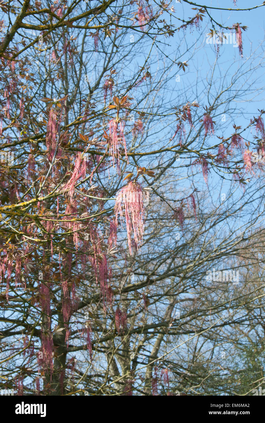 Il pendente in racemi di rosa fiori colorati di Acer negundo, la casella sambuco o cenere maple leaf Foto Stock