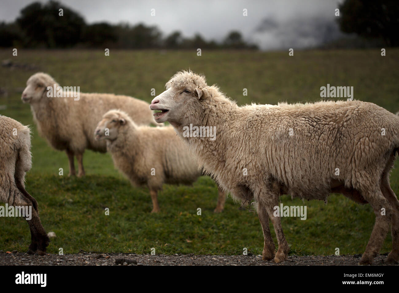 Pecore belare in un prato a Villaluenga del Rosario, Sierra de Grazalema Parco Nazionale, la provincia di Cadiz Cadice, Andalusia, Spagna Foto Stock