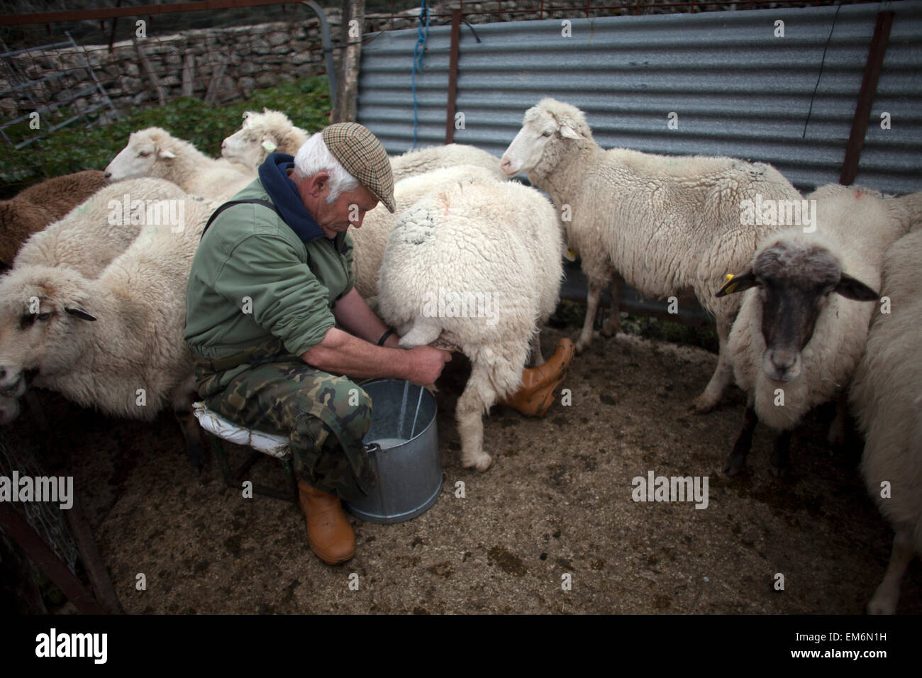 Un pastore latti pecore a mano a Villaluenga del Rosario, Sierra de Grazalema Parco Nazionale, la provincia di Cadiz Cadice, Andalusia, Spagna Foto Stock