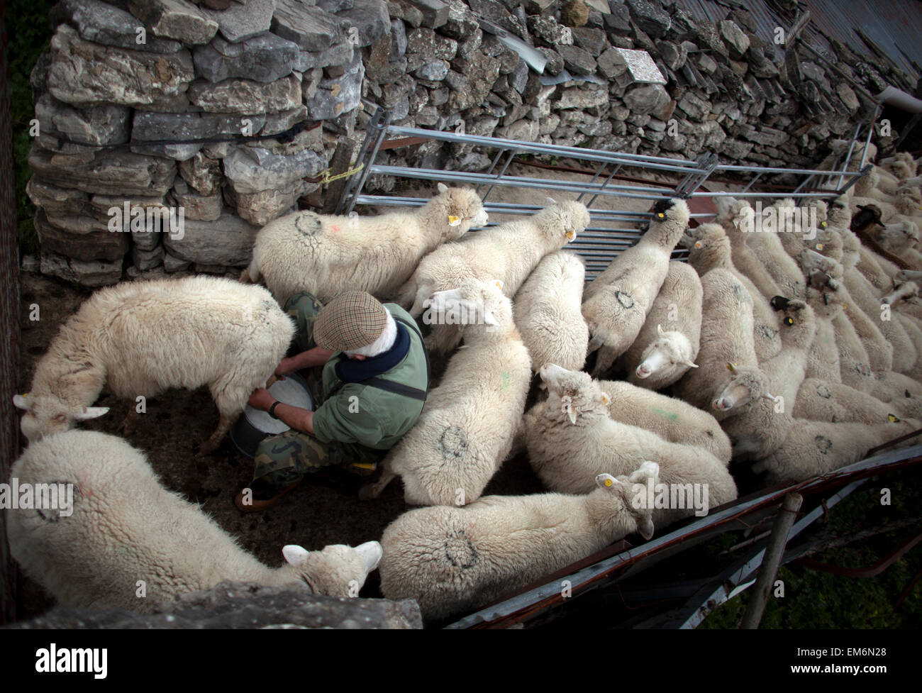 Un pastore latti pecore a mano a Villaluenga del Rosario, Sierra de Grazalema Parco Nazionale, la provincia di Cadiz Cadice, Andalusia, Spagna Foto Stock