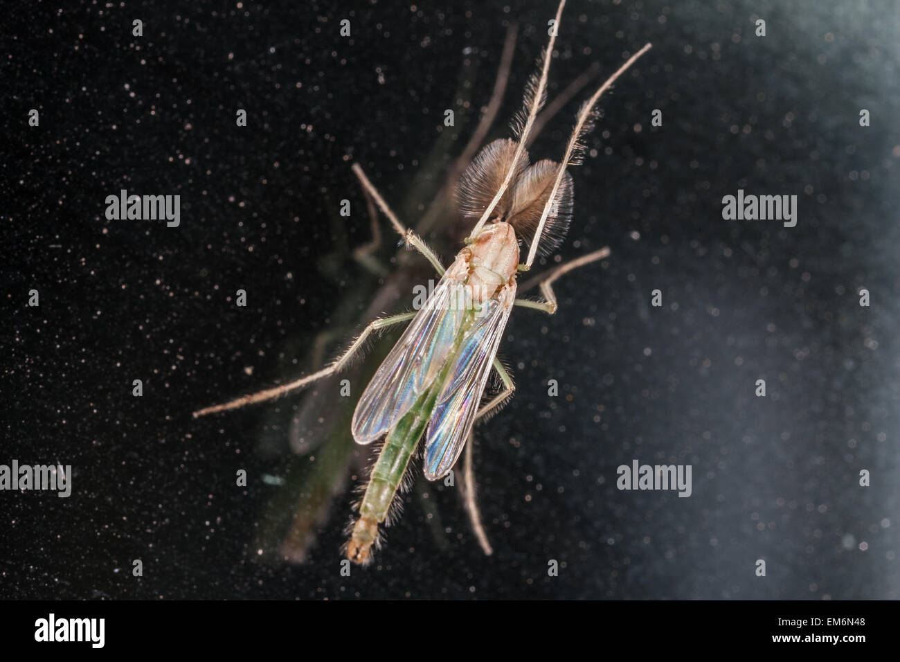 Chironomidae midge macro Foto Stock