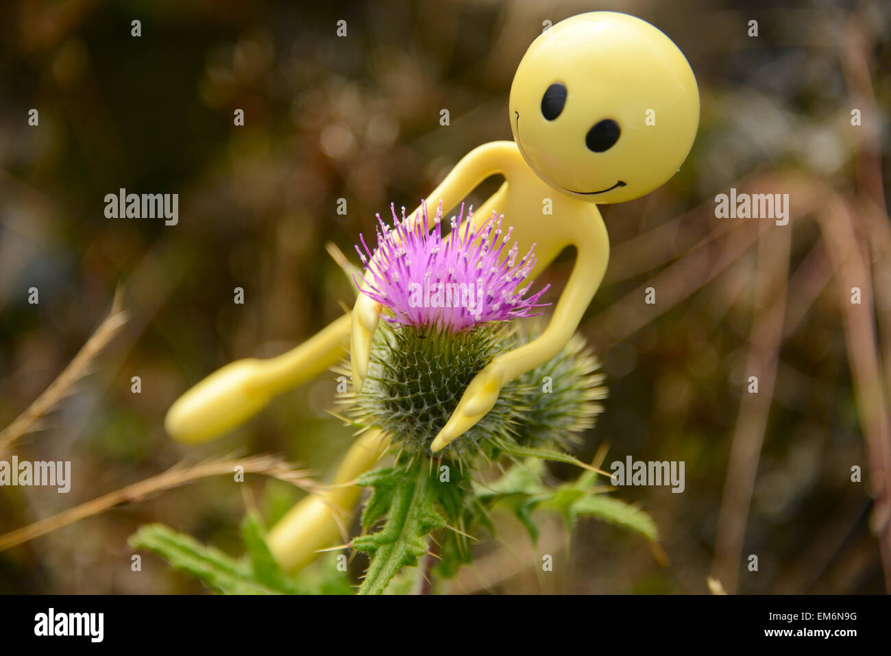 Gialli Smiley uomo in vacanza nelle Ebridi Esterne - Qui egli cuddling Scottish National flower - A Thistle. Foto Stock