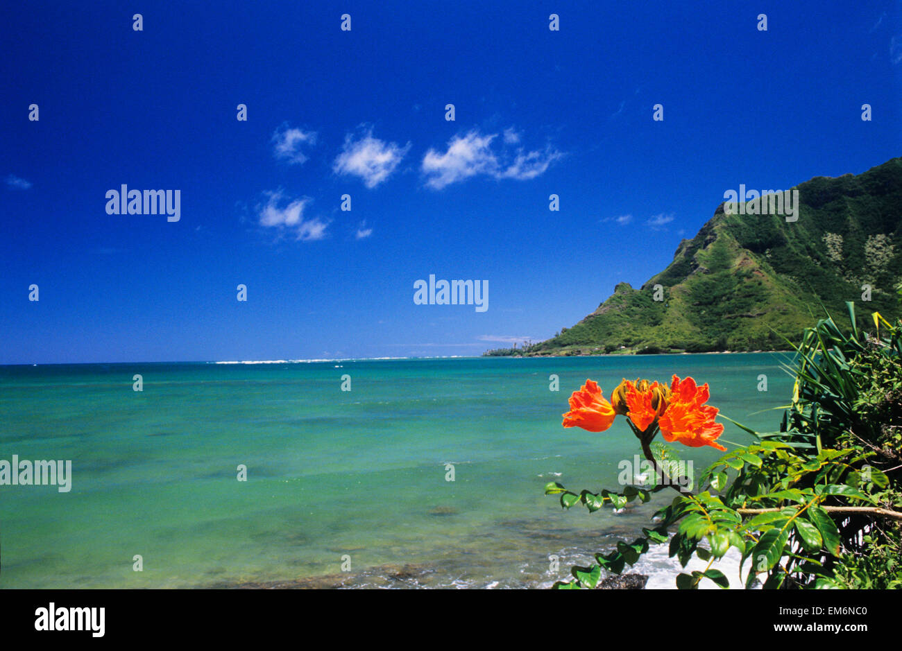 Stati Uniti d'America, Hawaii, Oahu, cancellare costa con arancio brillante fiore; Kahana Bay, rigogliosa montagna verde, blu cielo Foto Stock