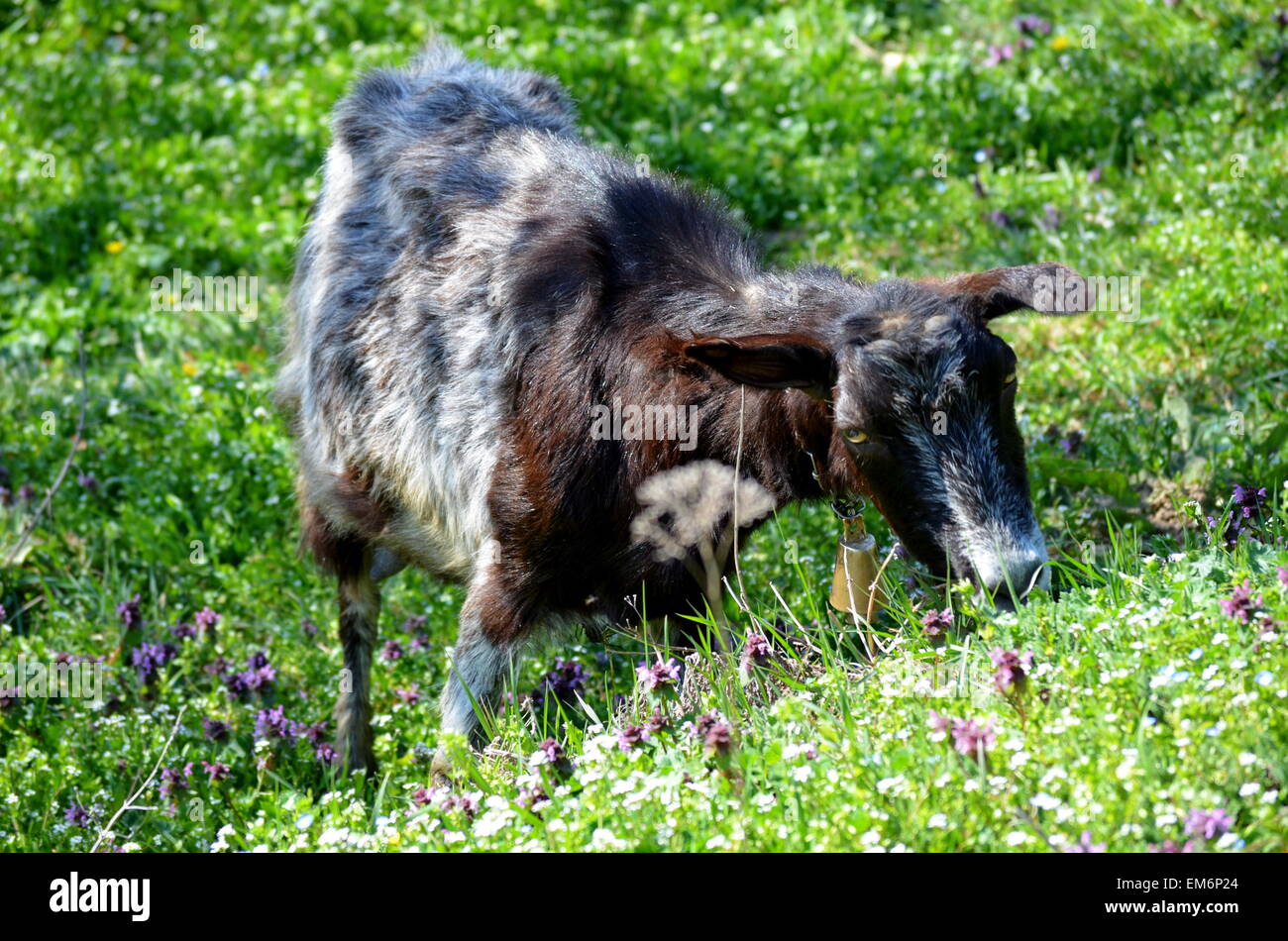 Nero pascolo di capra in erba Foto Stock