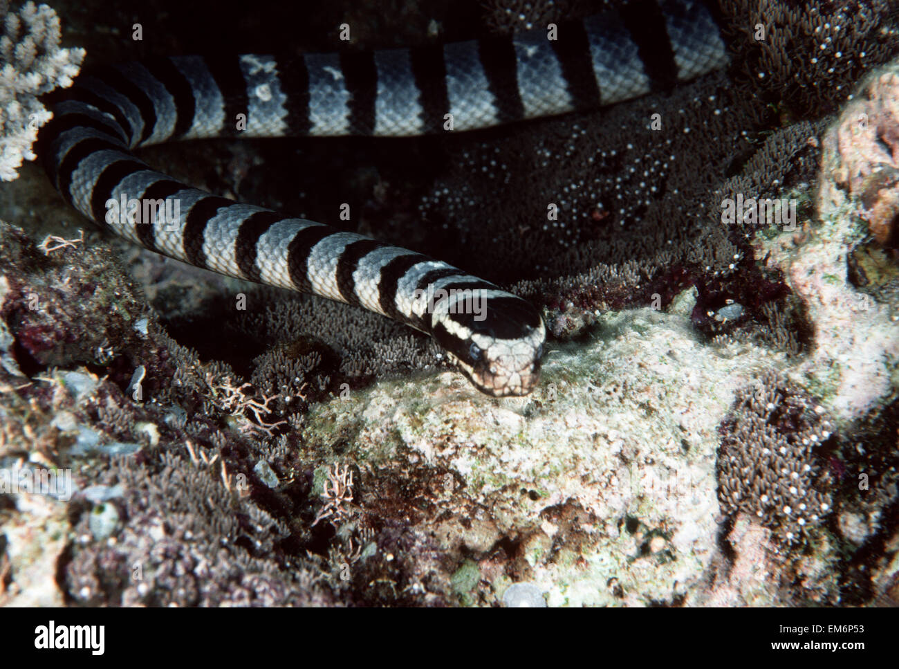 La Malesia, Borneo, nastrati mare Snake; Sipadan Foto Stock