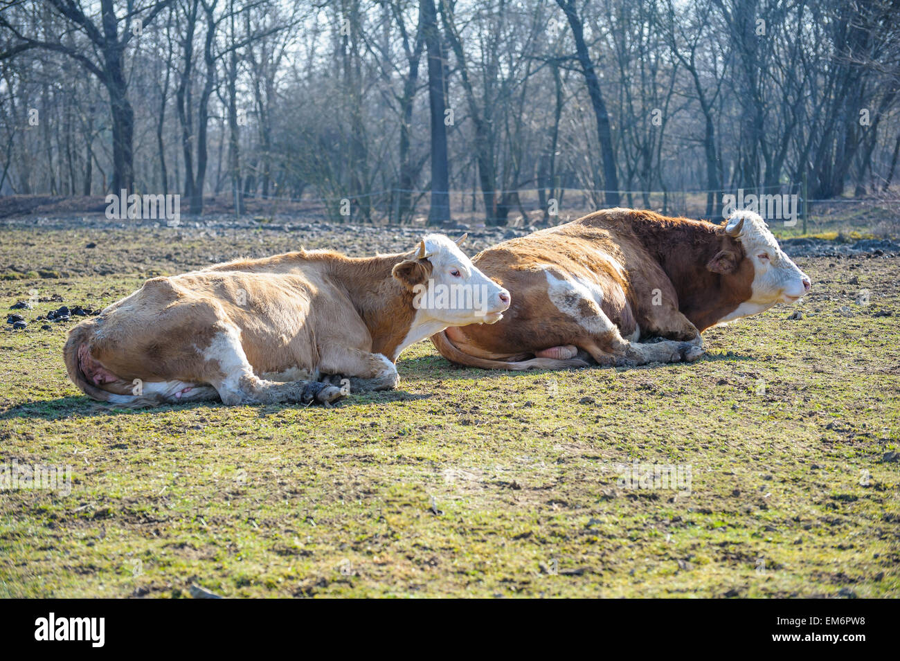 Due mucche sdraiati al sole, in Prato Foto Stock