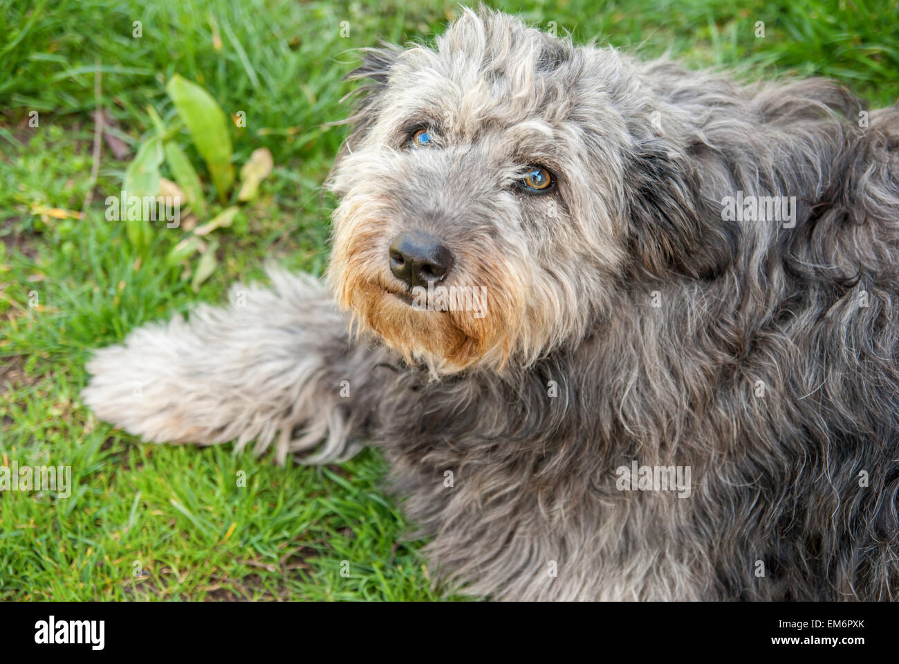 Ritratto di shaggy cane Grigio gettati in strada Foto Stock