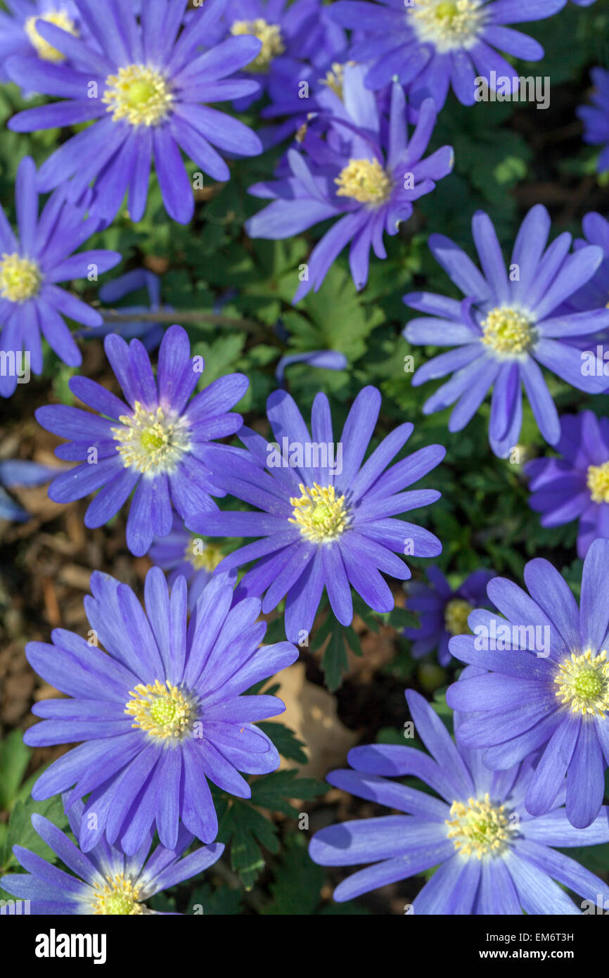 Anemone blanda Winter Windflower Anemone blanda fiori "Blue Star" nel giardino primaverile Foto Stock