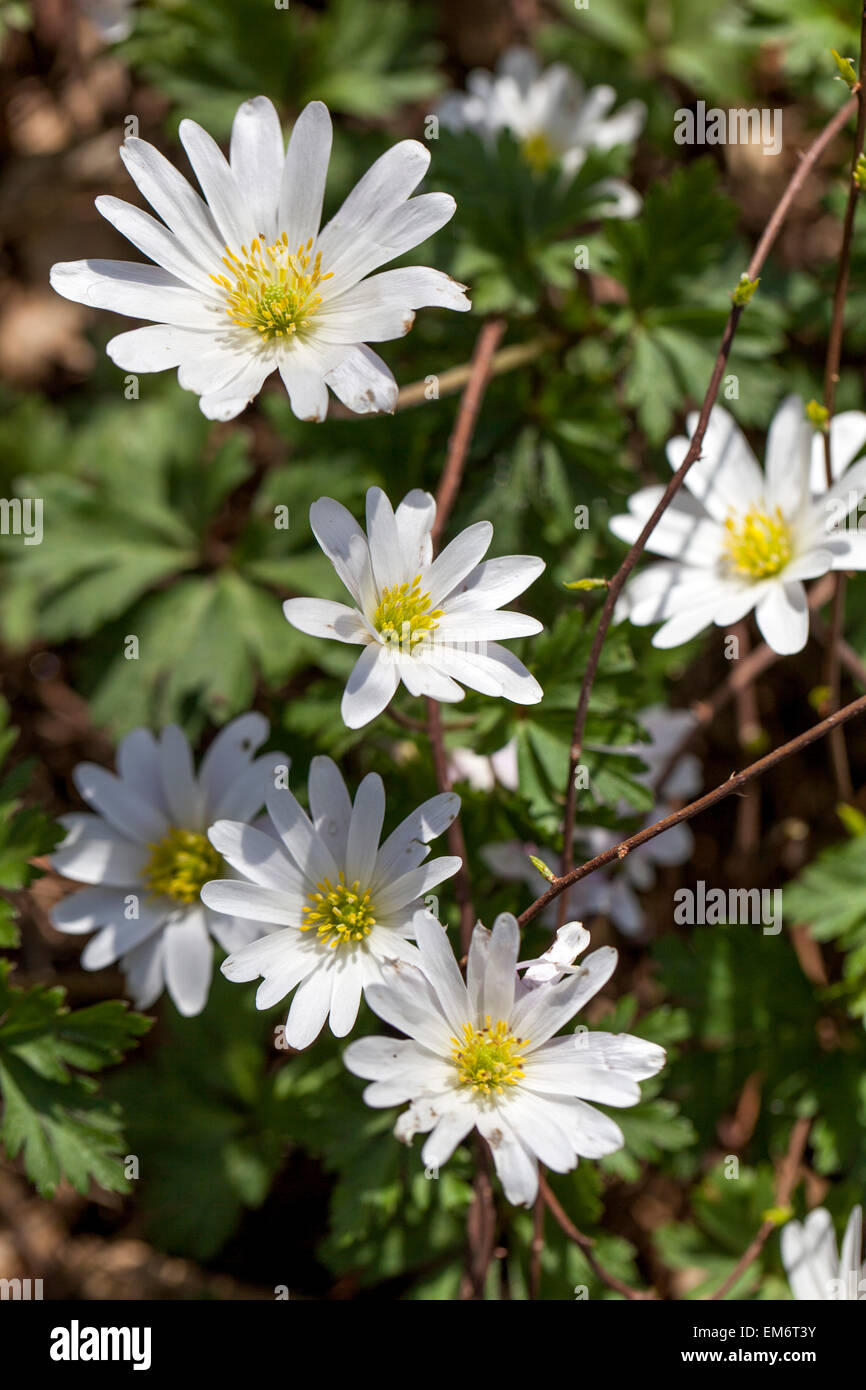 Anemone blanda fiore. Windflower Foto Stock