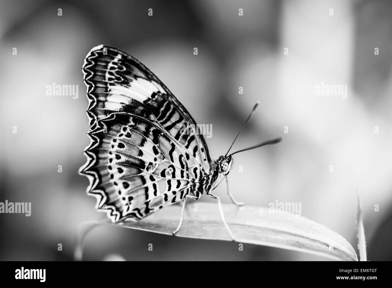 Bella close up di una farfalla in giardino. Foto Stock