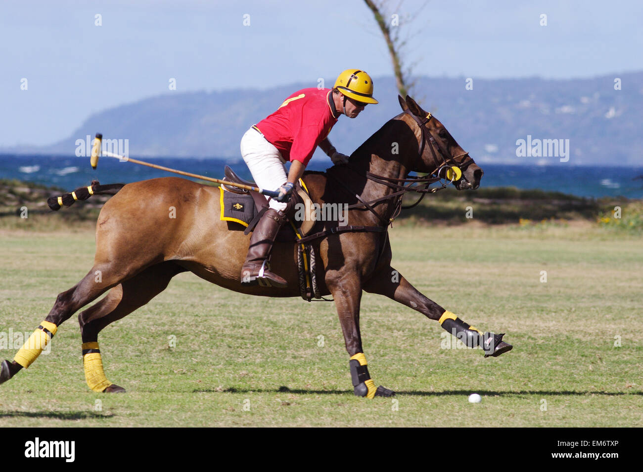 Hawaii, Oahu, North Shore, uomo a cavallo Riproduzione di polo su Oceanside campi. Nessun modello di rilascio Foto Stock