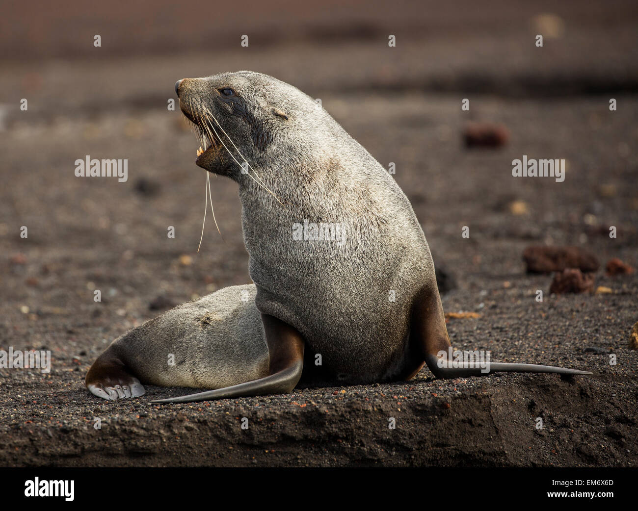 Antartico pelliccia sigillo (Arctocephalus gazella) ruggito, Whalers Bay, isola Deception, Antartide Foto Stock