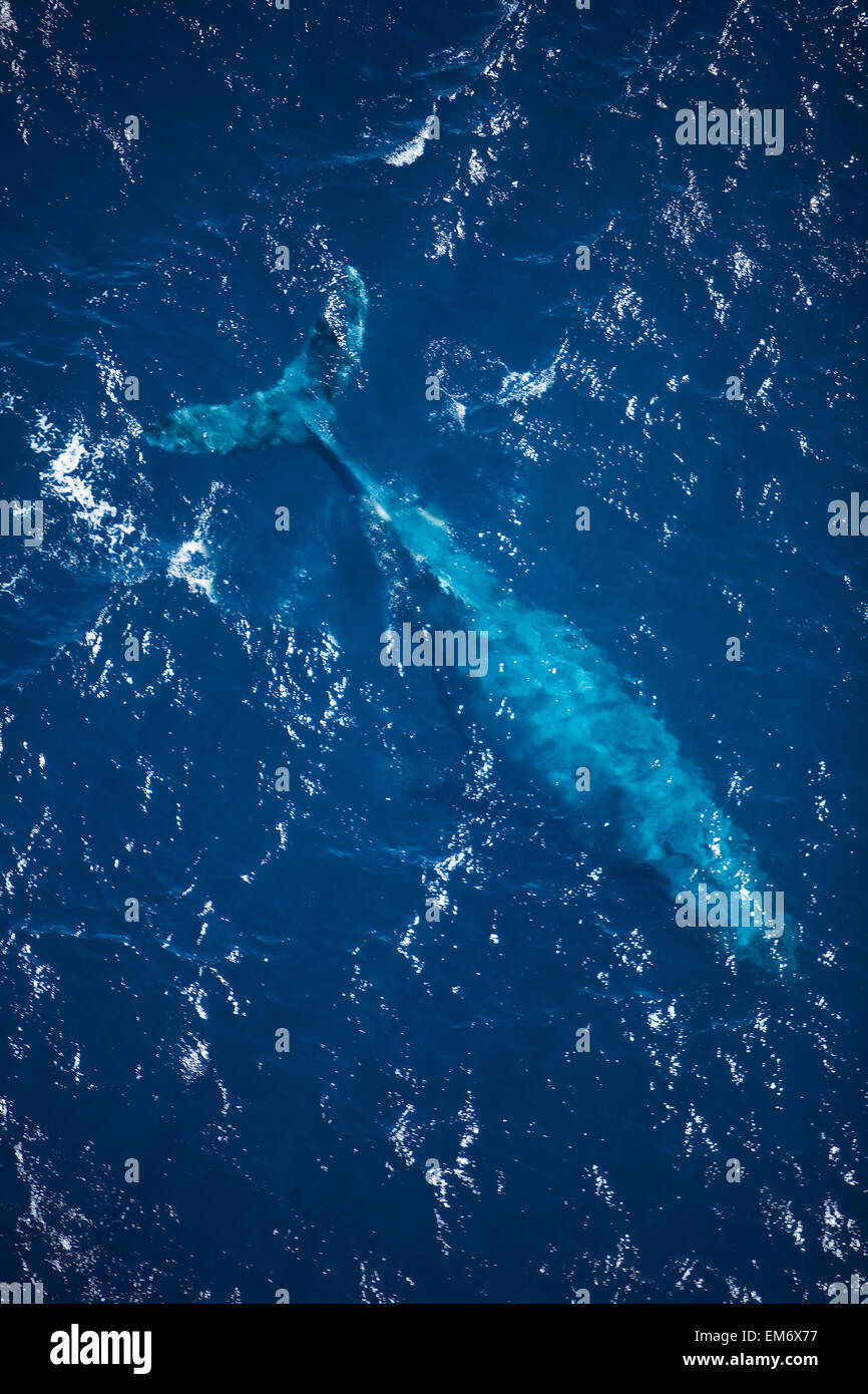 Hawaii Maui, Antenna di Humpback Whale appena sotto la superficie dell'acqua. Foto Stock