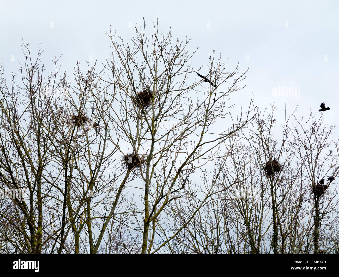 Fotografia di Crow's nidifica in alberi che non hanno ancora ricevuto la loro estate foglie in Devon England Regno Unito Foto Stock