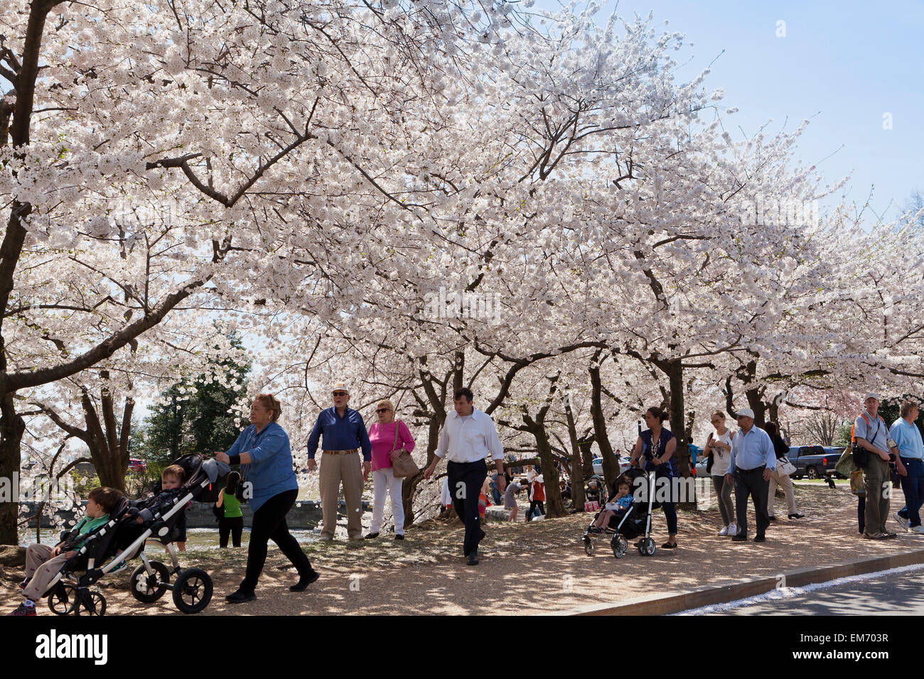 Fiore di Ciliegio stagione - Washington DC, Stati Uniti d'America Foto Stock