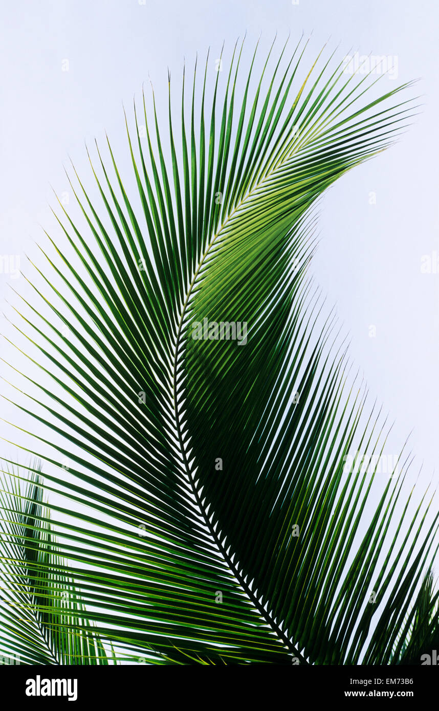 Palm Frond curvato verso l'alto verso il cielo. Foto Stock