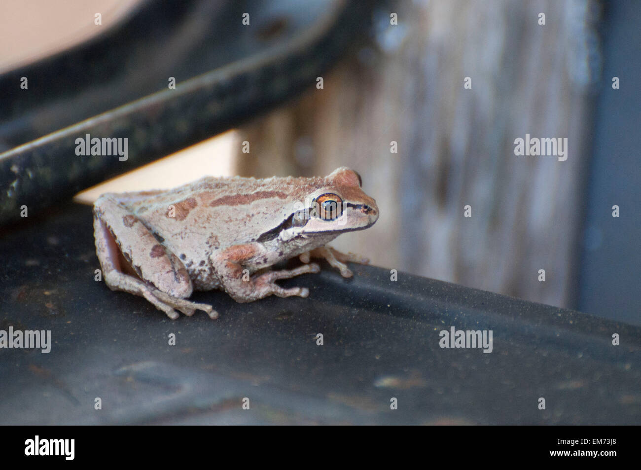 Un pacifico Raganella ha mimetizzata stesso ruotando un marrone come esso poggia su una carriola fondo fotografato vicino Shelton, WA, Stati Uniti d'America. Foto Stock