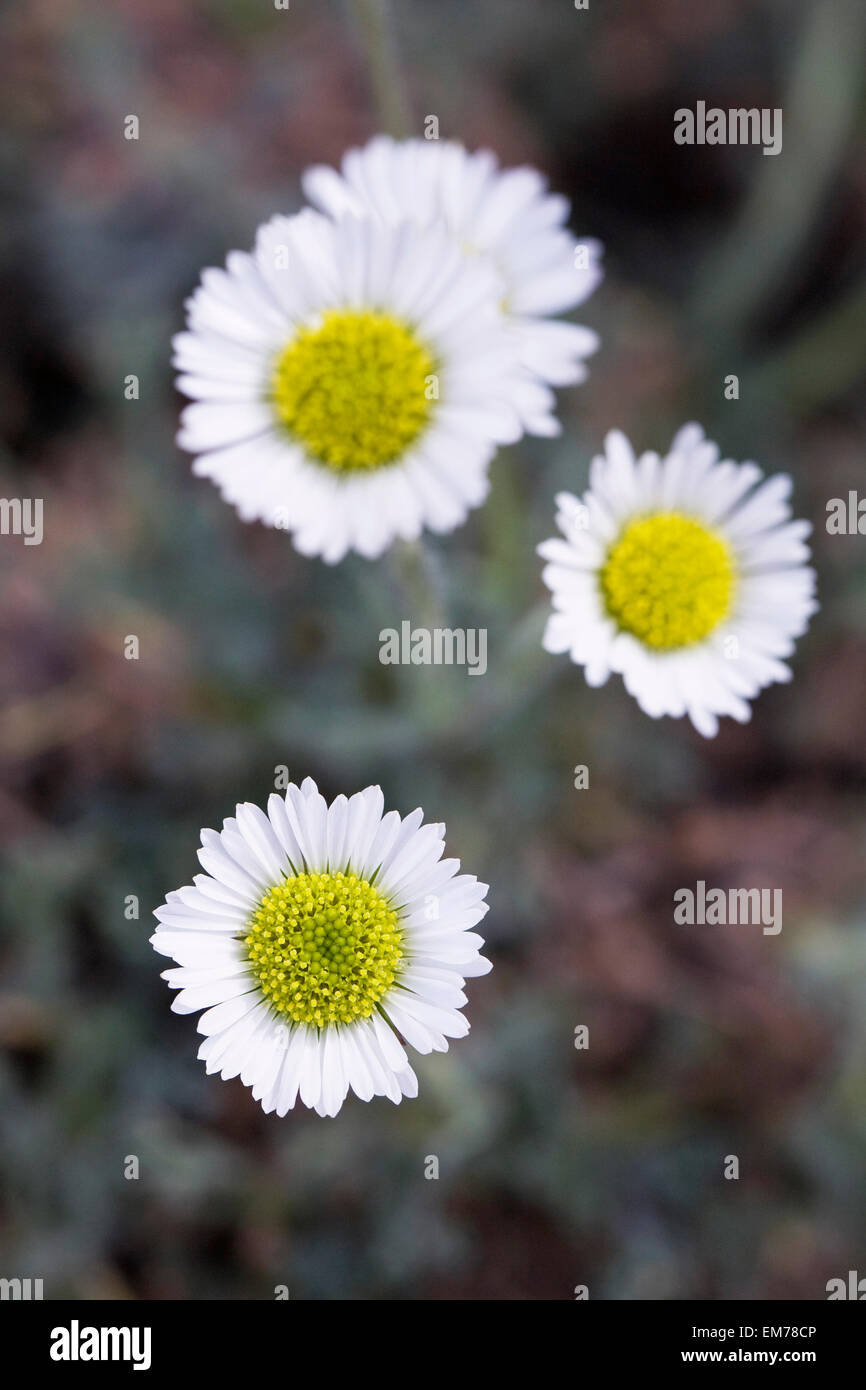 Erigeron pinnatisectus. Foglia di piuma fleabane fiore che cresce in un ambiente protetto. Foto Stock