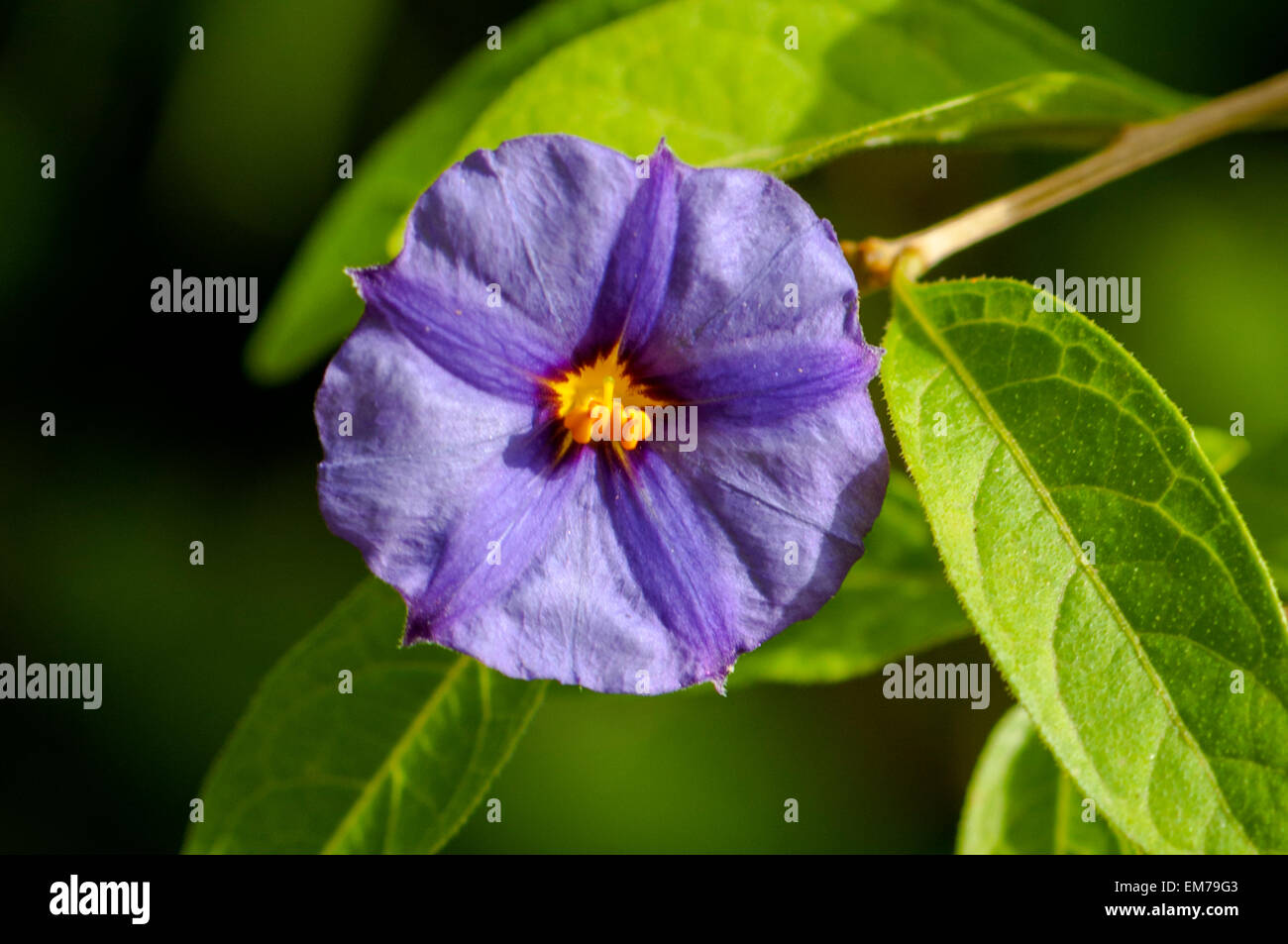 Lycianthes rantonnei, Blu Bussola di patate Foto Stock