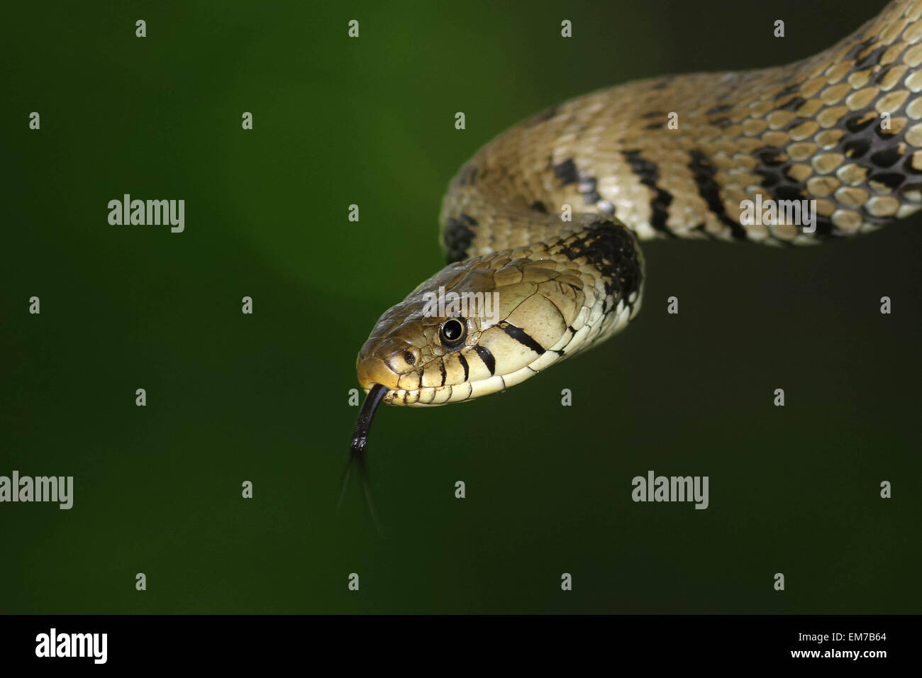 Natrix snake contro sfondo verde scuro Foto Stock