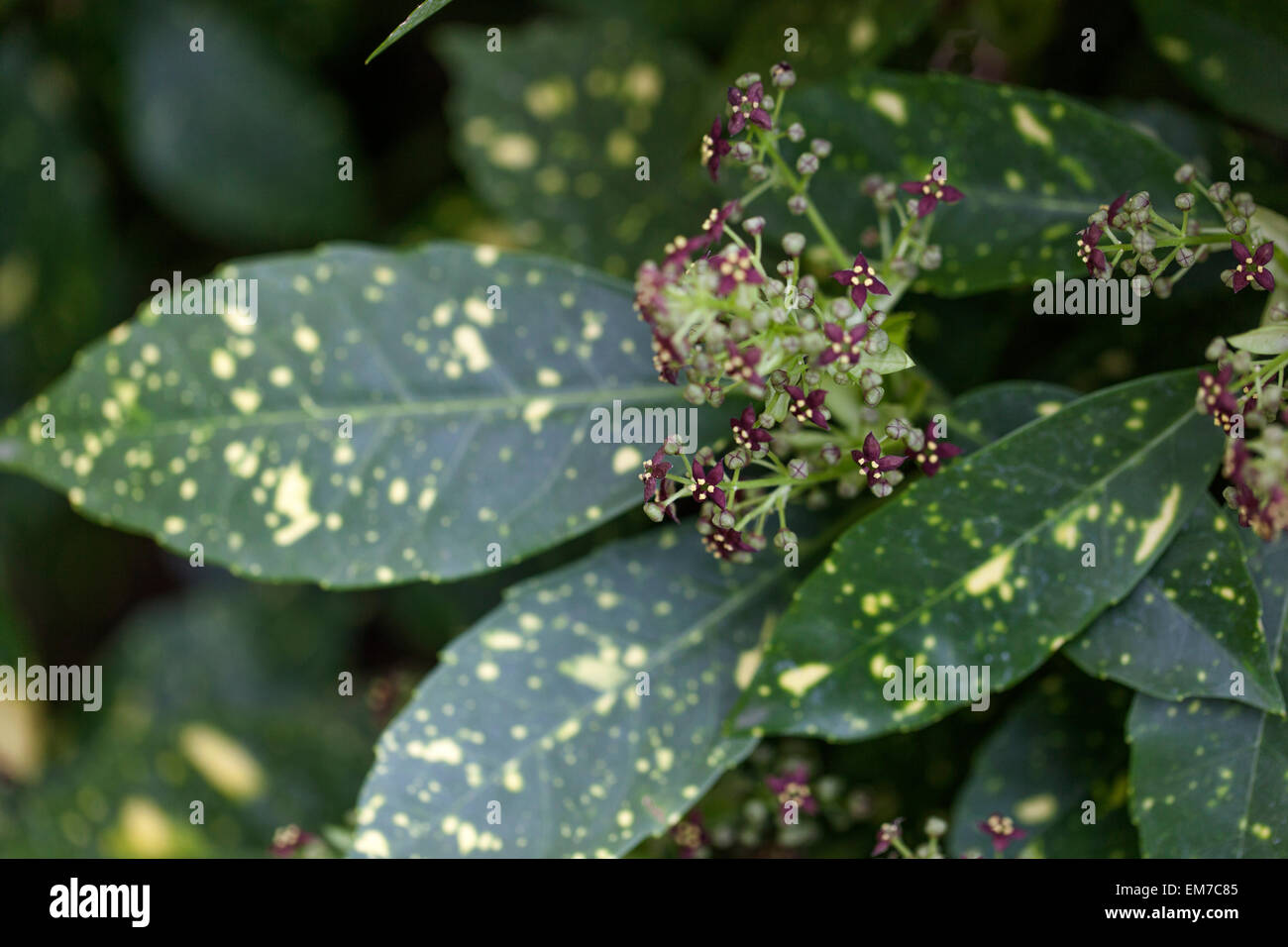 Auba japonica Variegata, Laurel Spotted Foto Stock