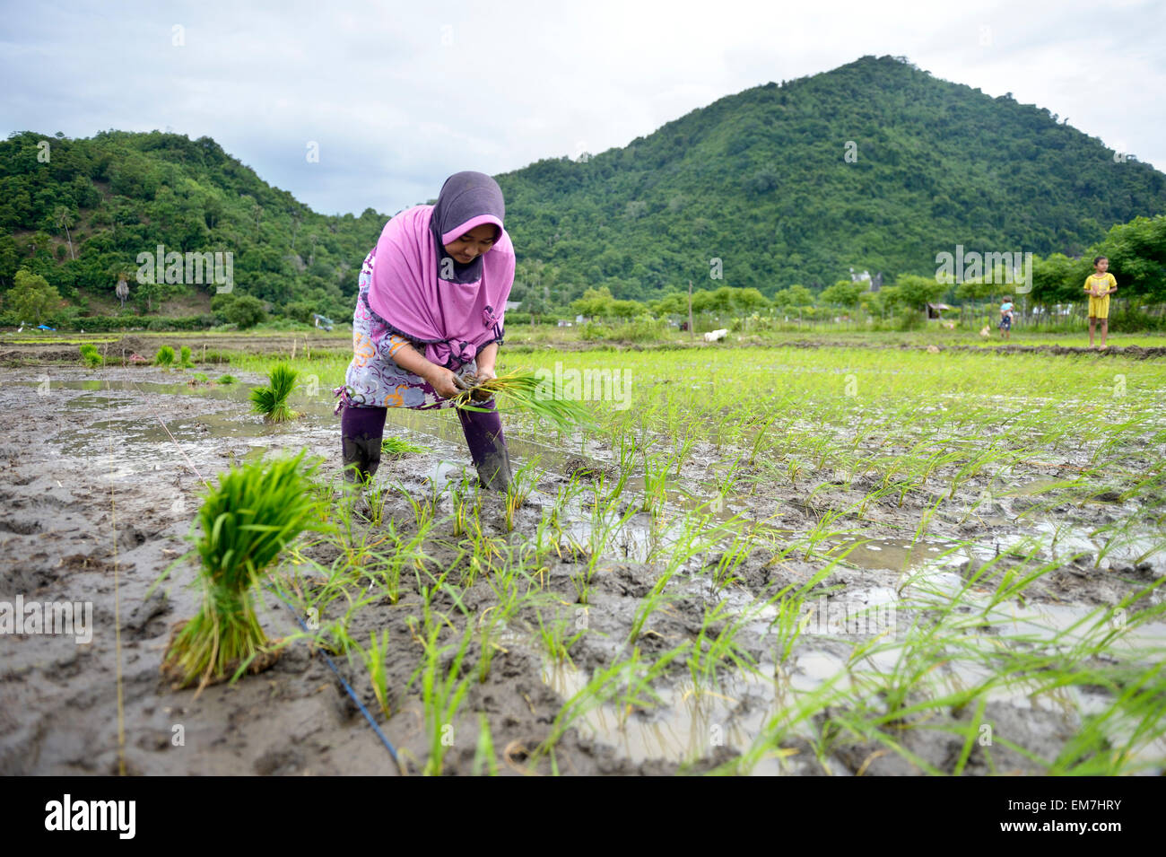 Coltivatore di riso, 34 anni, dimora di piantine, villaggio di Lam Teungo, sottodistretto Rozma, AD ACEH, INDONESIA Foto Stock