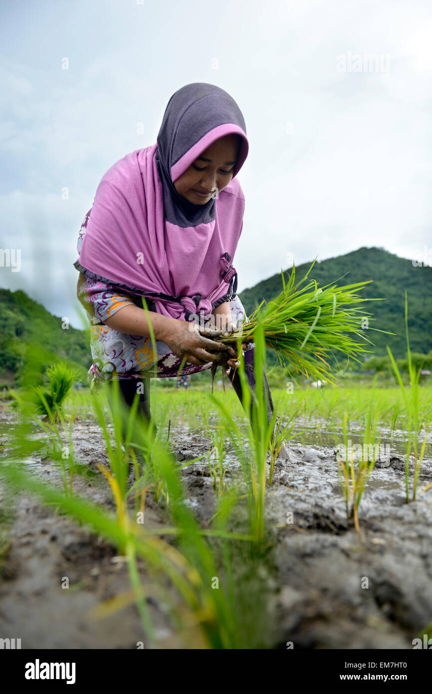 Coltivatore di riso, 34 anni, dimora di piantine, villaggio di Lam Teungo, sottodistretto Rozma, AD ACEH, INDONESIA Foto Stock