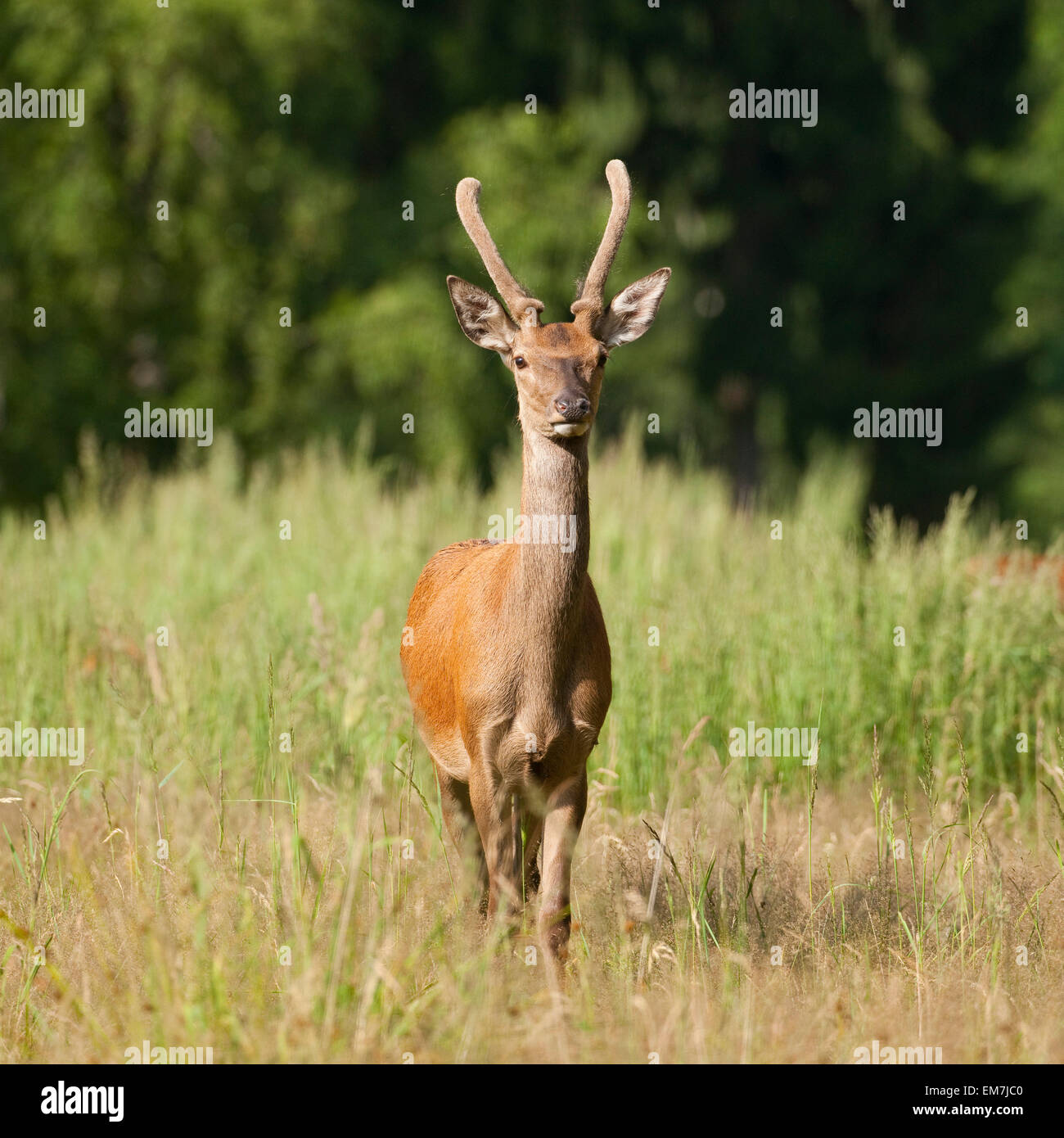 Giovani il cervo (Cervus elaphus) con corna di velluto, captive, Bassa Sassonia, Germania Foto Stock