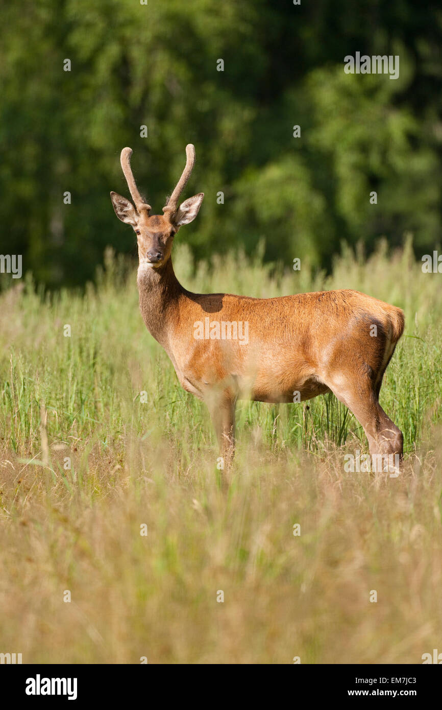 Giovani il cervo (Cervus elaphus) con corna di velluto, captive, Bassa Sassonia, Germania Foto Stock