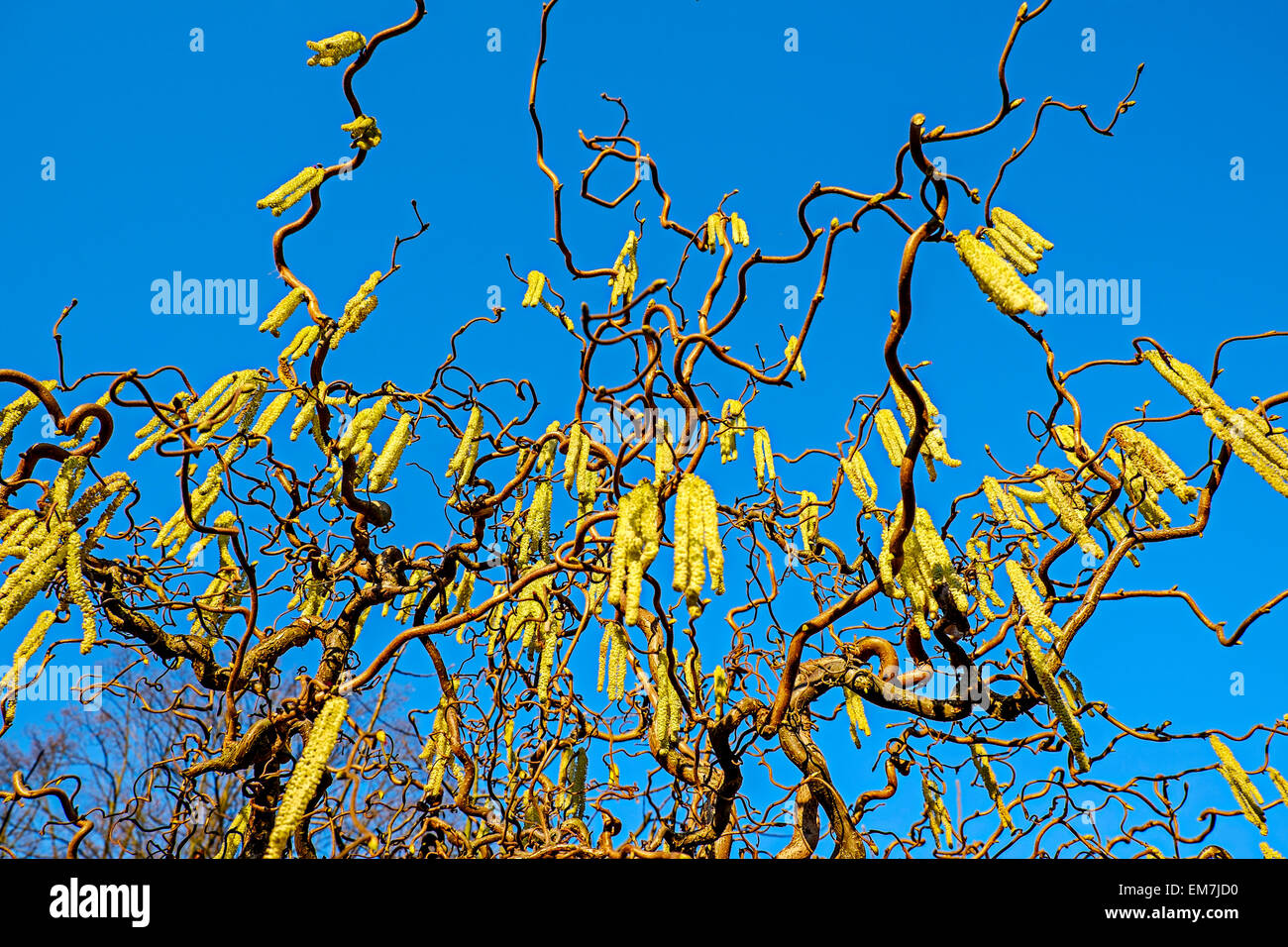 Struttura di cavatappi nocciolo (Corylus avellana contorta), Germania Foto Stock