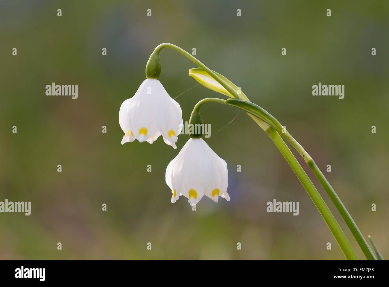Il simbolo del fiocco di neve di primavera (Leucojum vernum), Germania Foto Stock