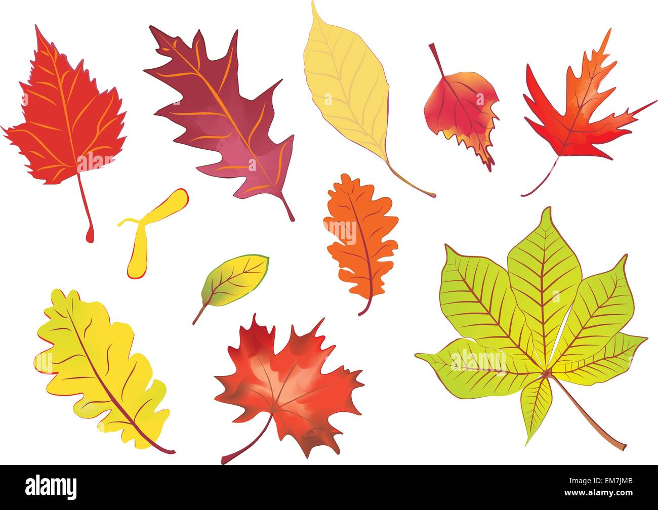 Impostare isolate di foglie di autunno illustrazione vettoriale Illustrazione Vettoriale