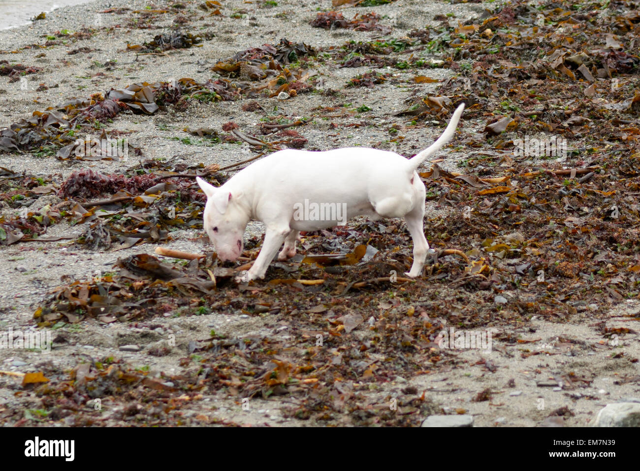 Le tre gambe inglese Bull Terrier cane sulla spiaggia Foto Stock