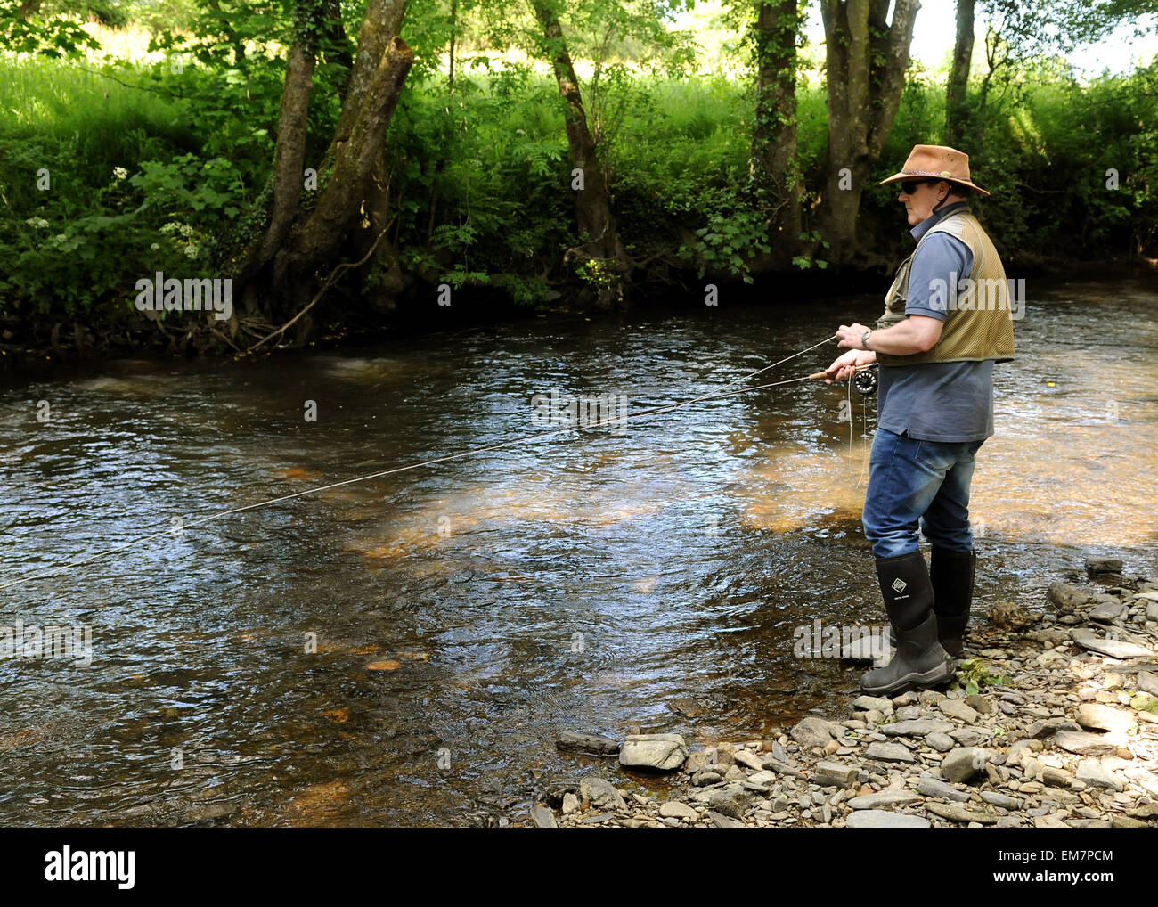 La pesca a mosca sul fiume Lyd a Lifton Devon Foto Stock