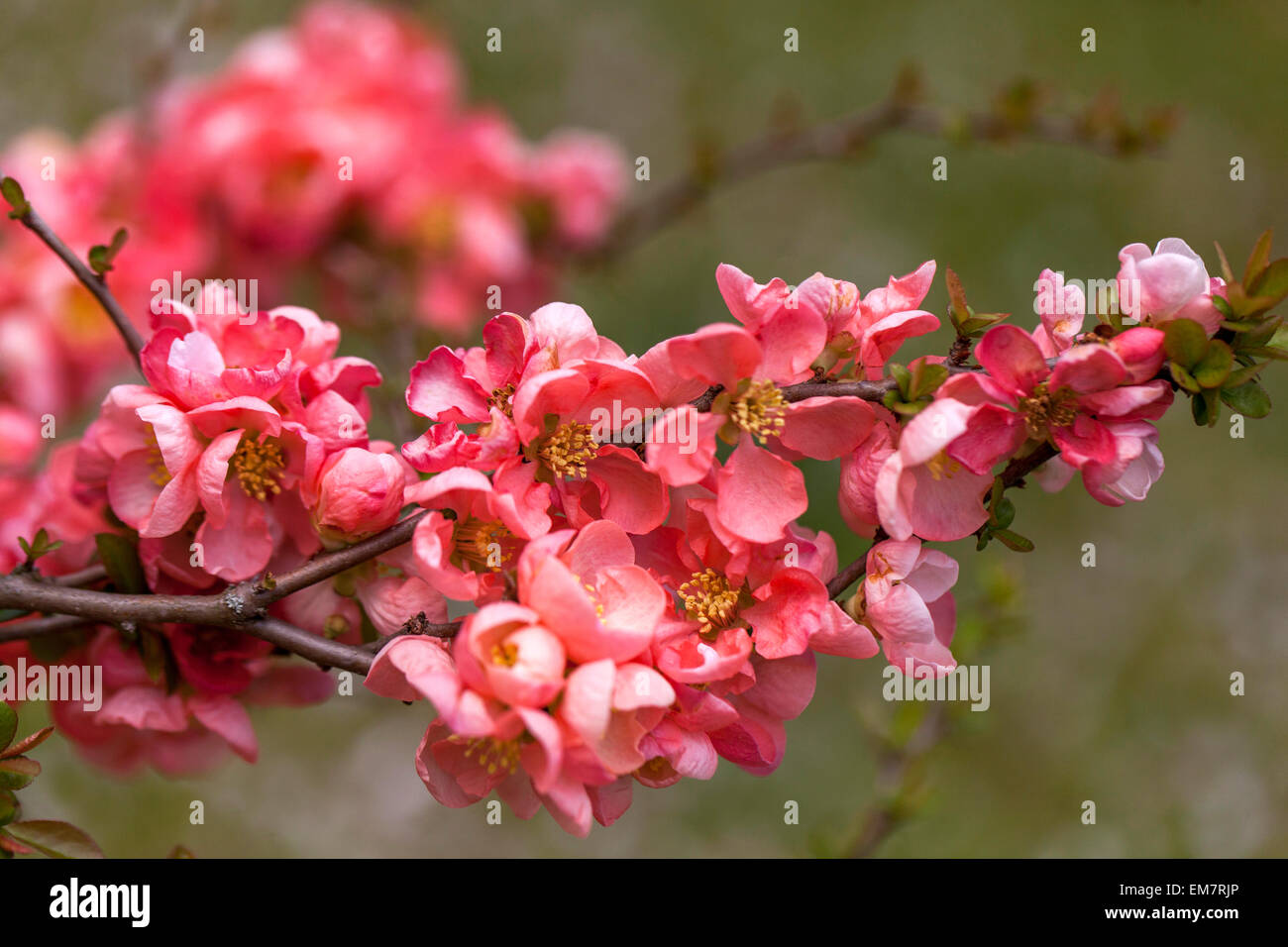 Fiore cotogna Chenomeles Salmon Horizon in un giardino Foto Stock