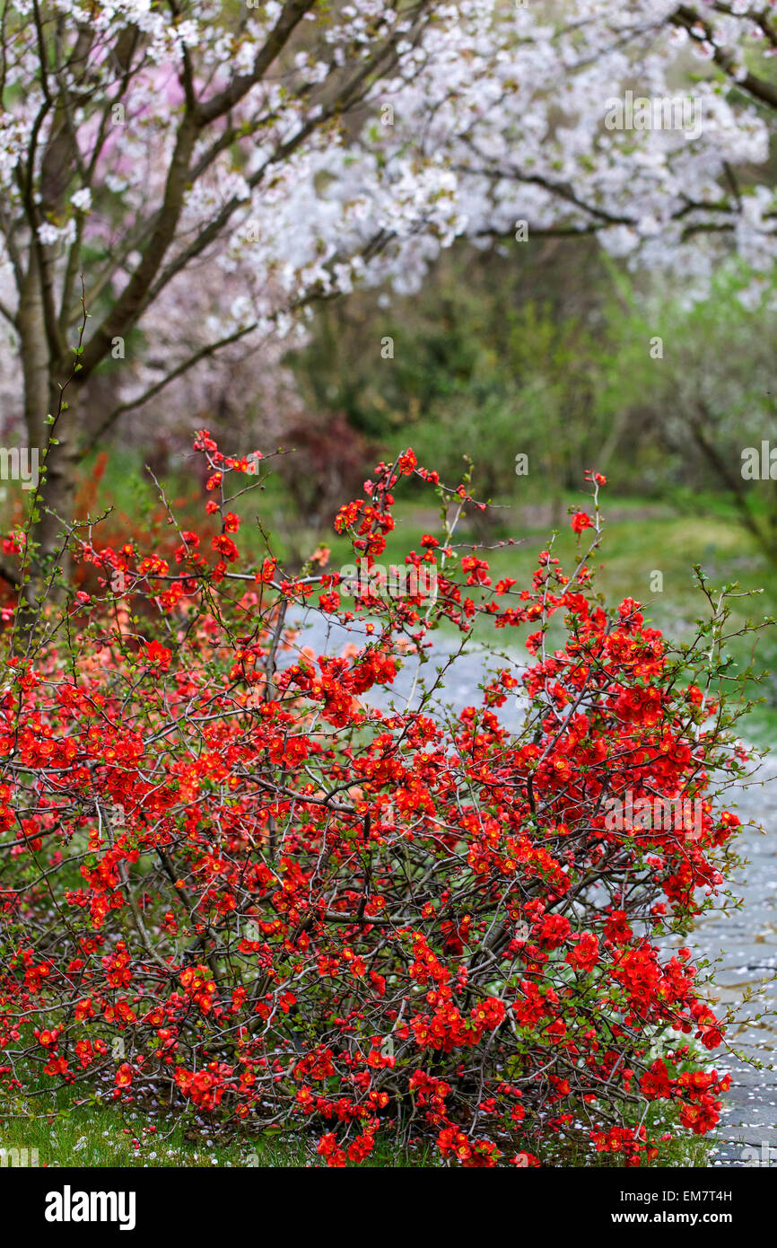 Fioritura di mela cotogna Chaenomeles japonica sotto la fioritura ciliegio, caduta di petali Foto Stock