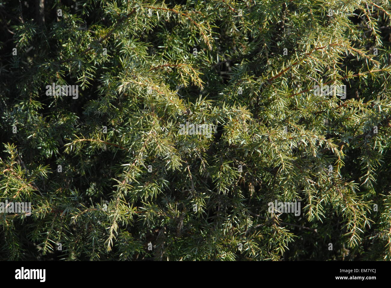 Juniper, Juniperus Communis, sempreverde. Foto Stock