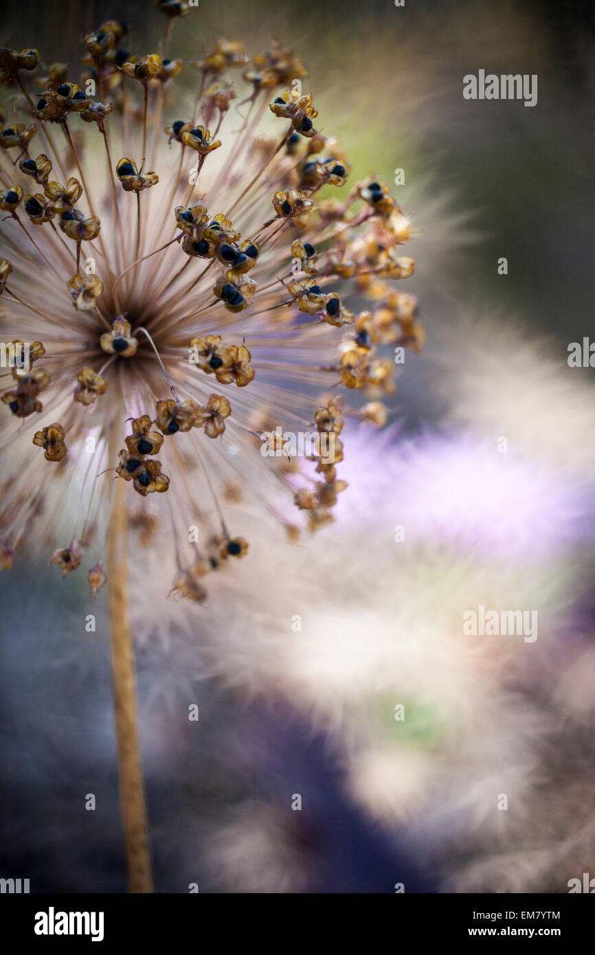 Testa di seme di Allium aflatunense con sunburst bokeh di fondo Foto Stock