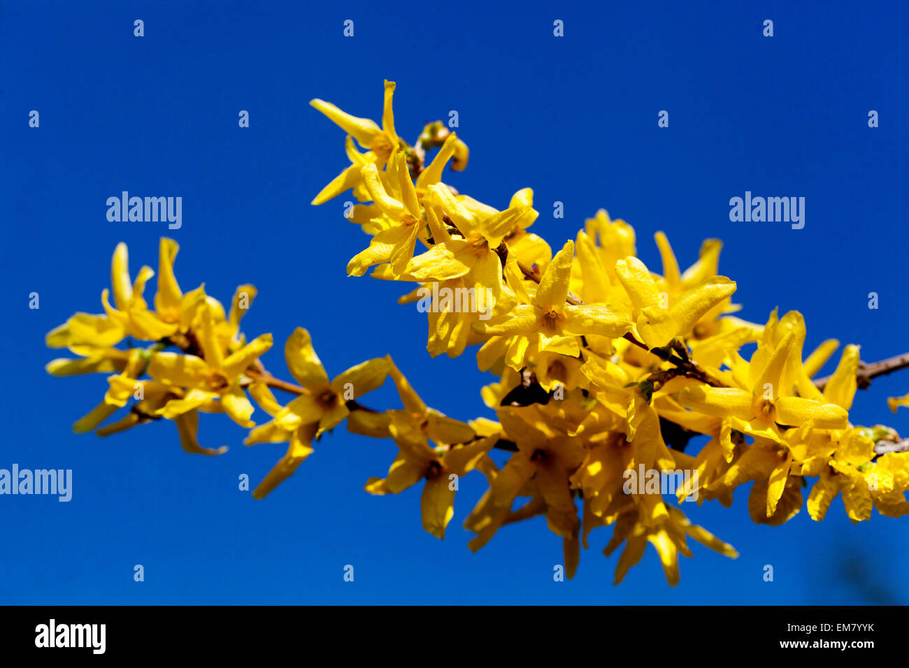 Coltivazione x intermedia, close up Foto Stock