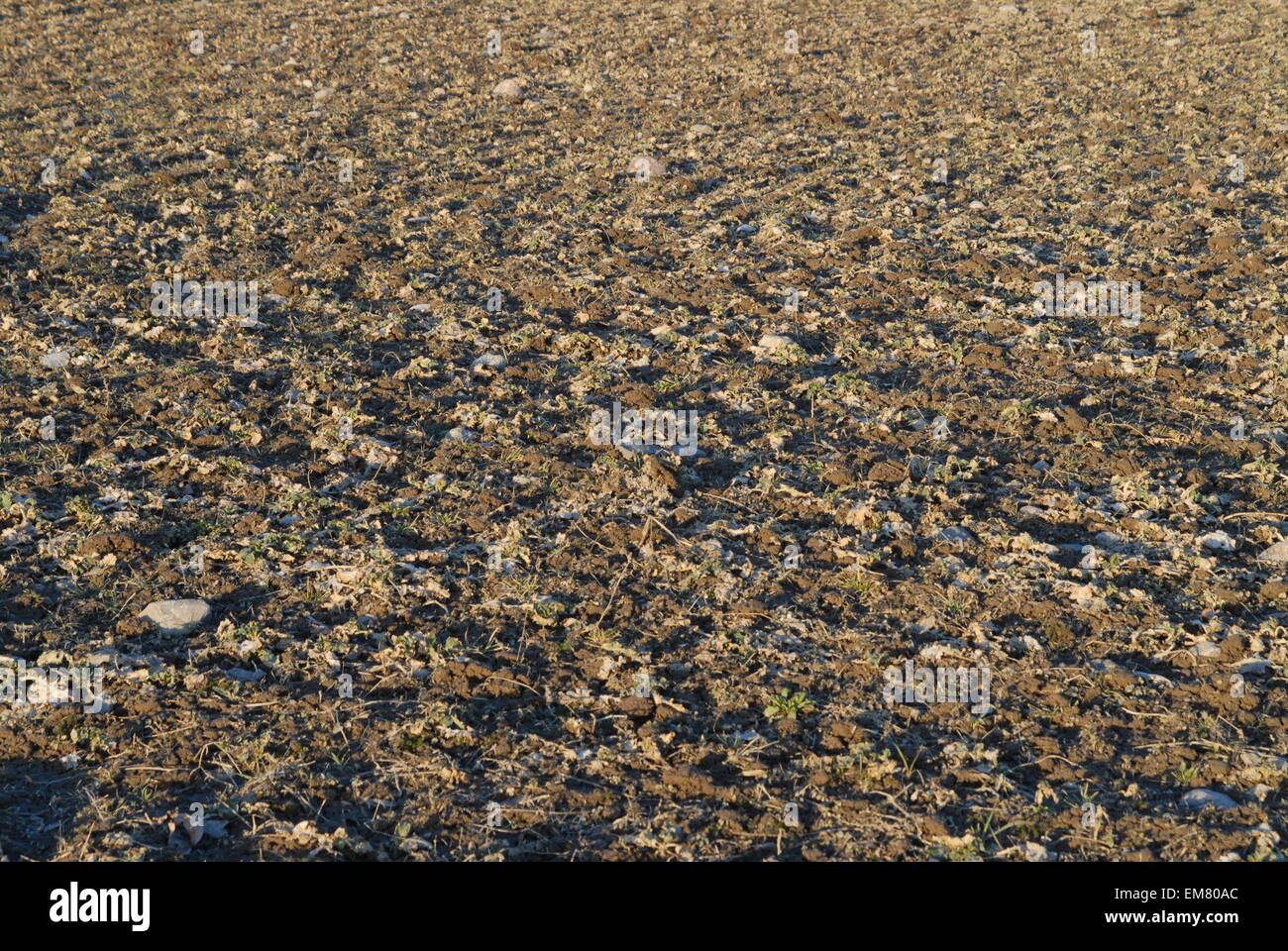 Campo in primavera. Foto Stock