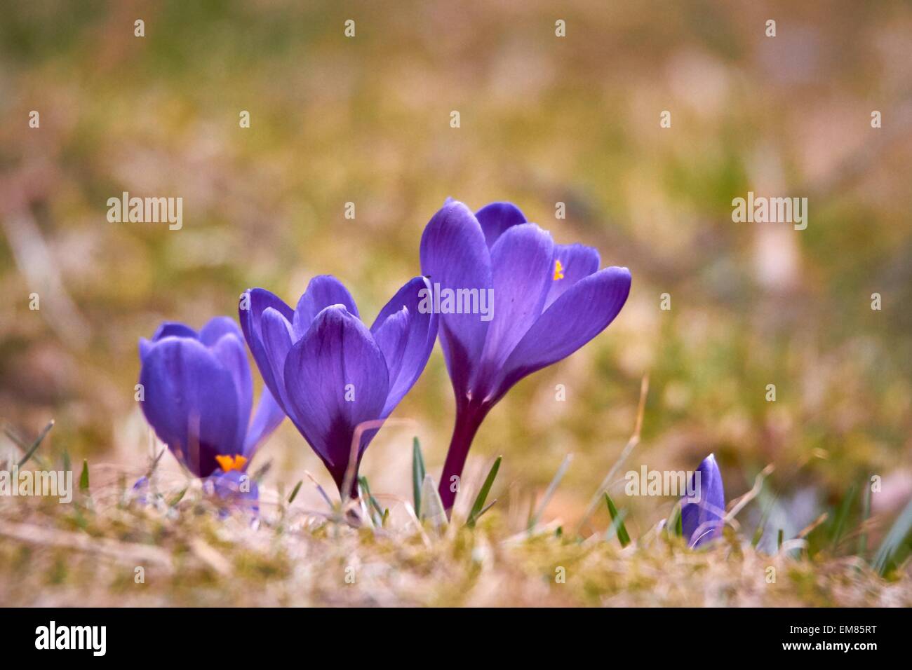 Crocus è uno dei primi fiori che fioriscono in primavera. Foto Stock