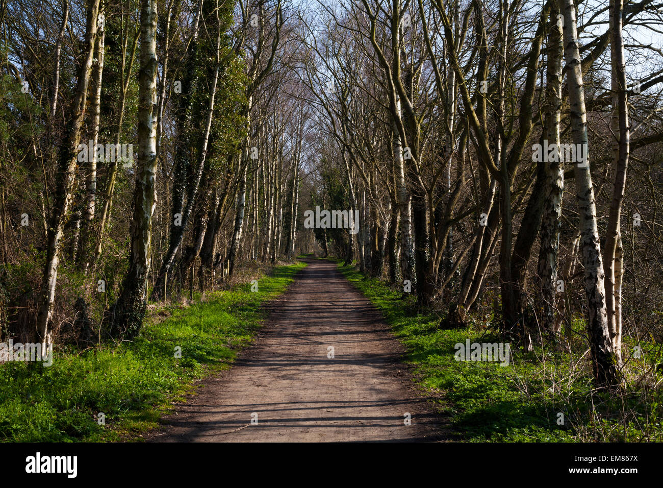 Il Derwent a piedi tra Hamsterley Mill e Rowlands Gill. Foto Stock